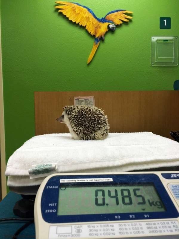 Hedgehog-Anesthesia-1
