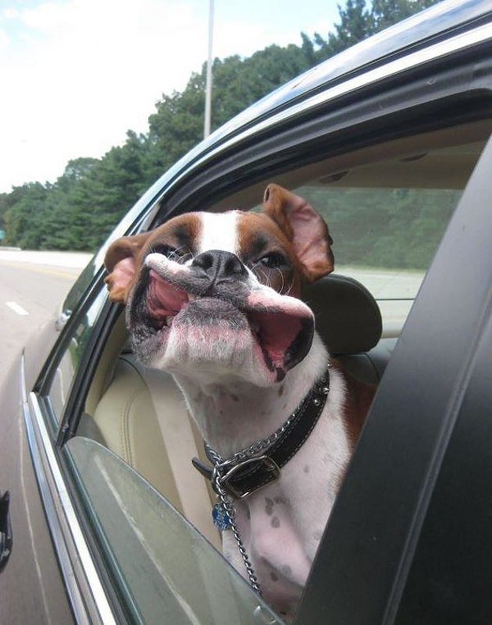 funny-dog-face-driving-in-car.51092003