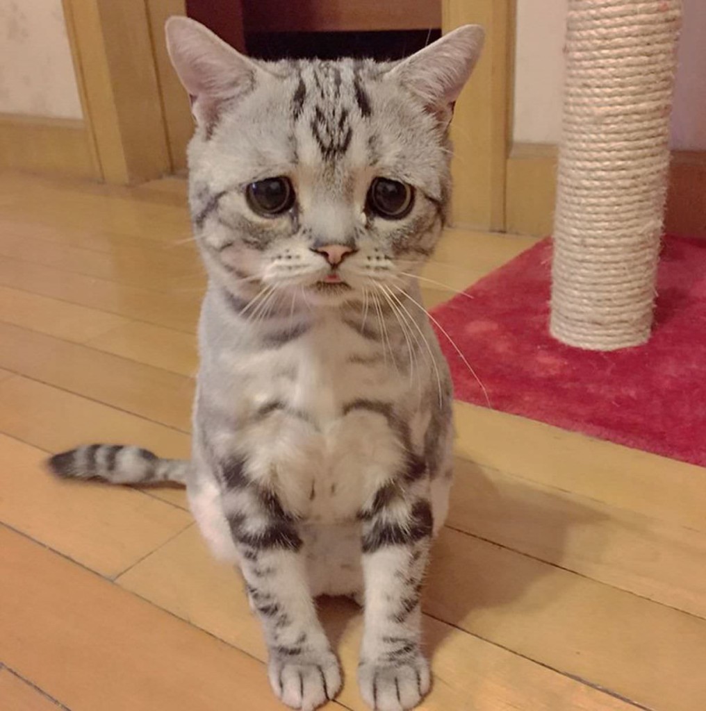 Luhu-the-saddest-tabby-cat-4_mini