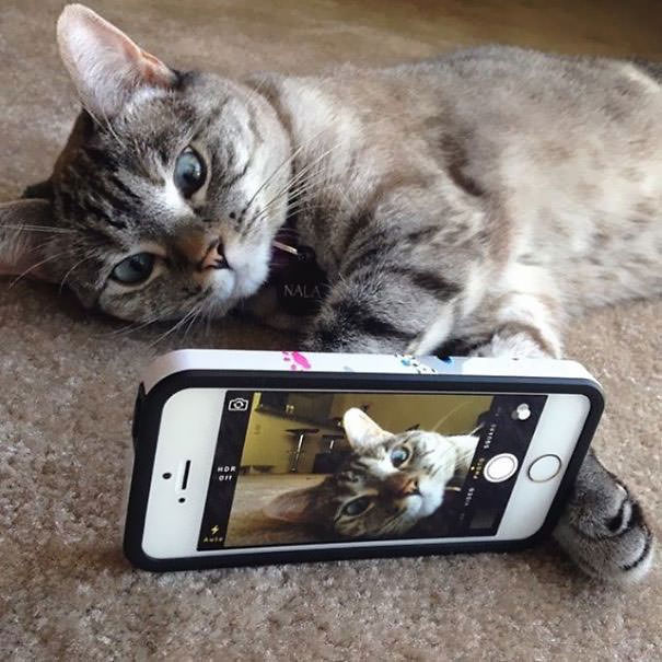 Instagrams-most-famous-cat-Nala6__605_mini