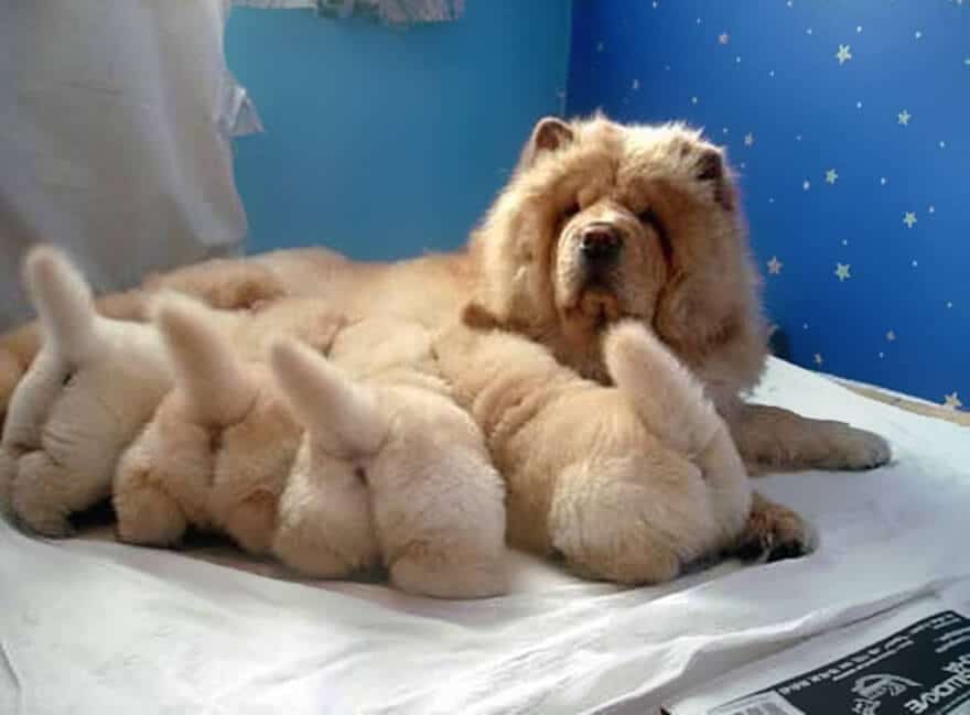dogs-with-their-babies-113__700 (1)
