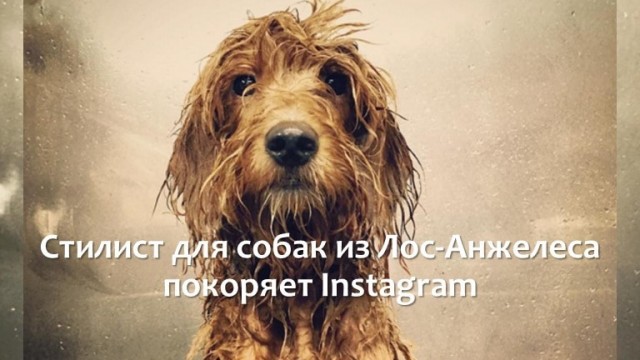 Стилист для собак из Лос-Анджелеса покоряет Instagram