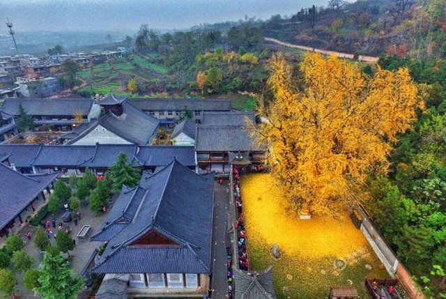 Опавшие листья 1400-летнего дерева гинкго превратили Буддийский храм в желтый океан