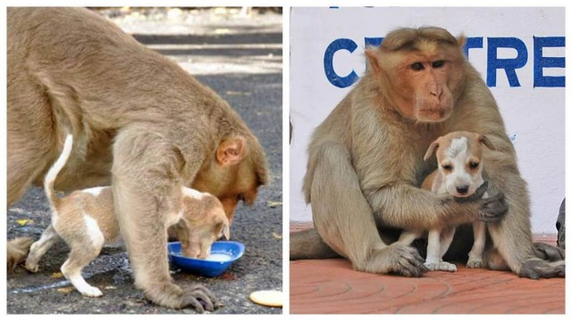 Трогательная история о том, как обезьяна усыновила щенка