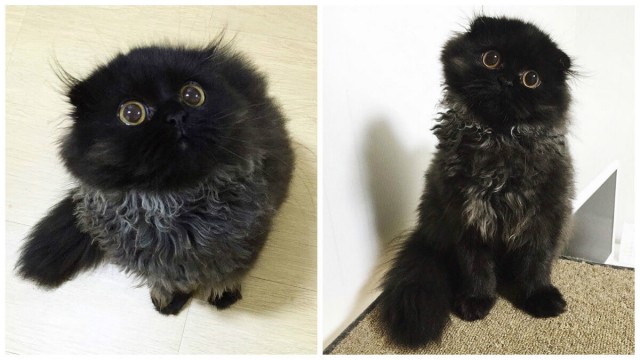 Знакомьтесь, Гимо – кот с самыми большими глазами в мире