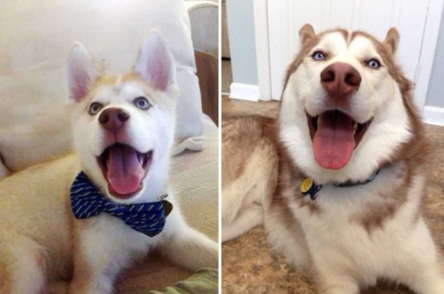 До и после: как милые щенки превращаются во взрослых собак