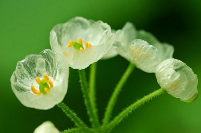 Удивительный цветок, который становится прозрачным во время дождя