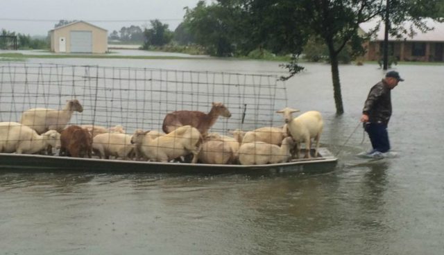Наводнение в Луизиане: мы в ответе за тех, кого приручили