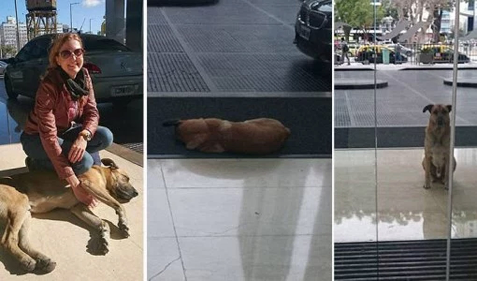 Картинки по запросу Стюардесса приняла собаку, которая 6 месяцев ждала её за пределами о