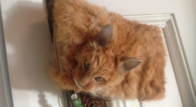 Таксидермистка из Новой Зеландии спровоцировала скандал, выставив на аукцион сумочку из кошки