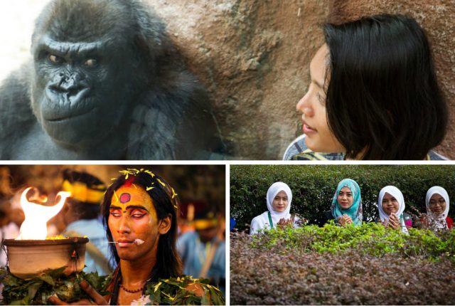 Пойти под венец с гориллой… и другие национальные особенности жителей Малайзии