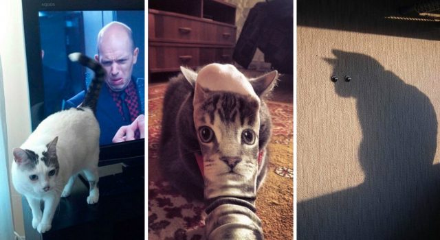 Коты-фотозвёзды: 15 незаурядных фотографий котов, снятые в нужный момент