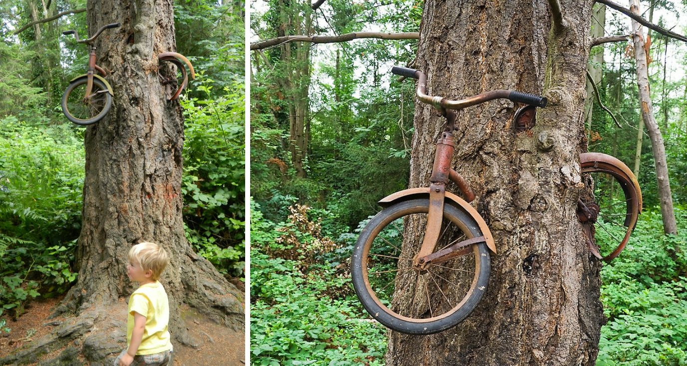 Картинки по запросу велосипедом, вросшим в дерево