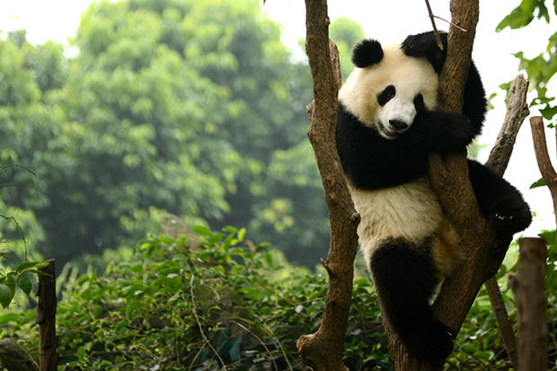 Cub of Giant panda bear playing on tree Chengdu, China