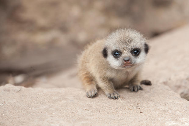 Young meerkat sitting on rock looking at camera
