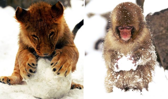 Новый Ледниковый период! В Сахаре выпал снег: люди в панике, а животным – наплевать!