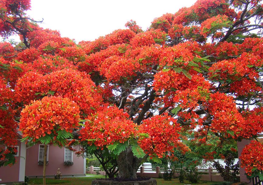 10-Flamboyant-Tree