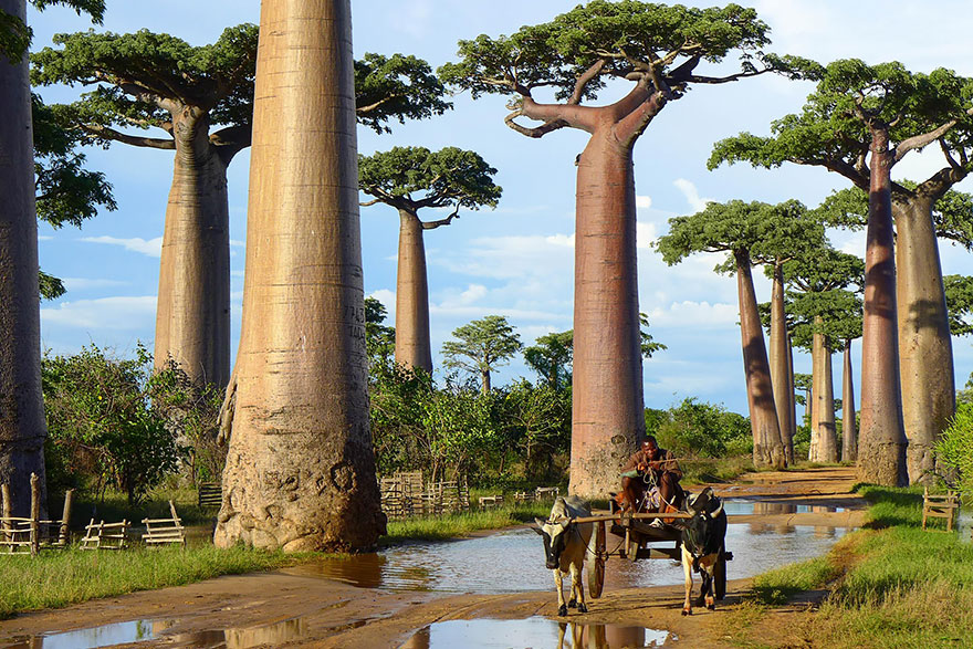 18-Baobab-Trees