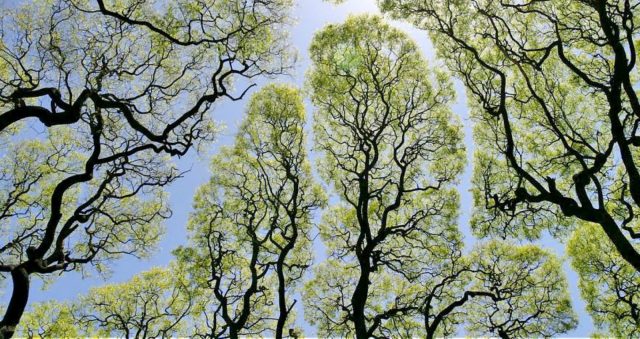 “Застенчивые кроны” ! 20 самых классных снимков природного феномена, где деревья так похожи на людей! ))