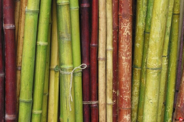 7 жизней бамбука в интерьере: самая удобная экзотика