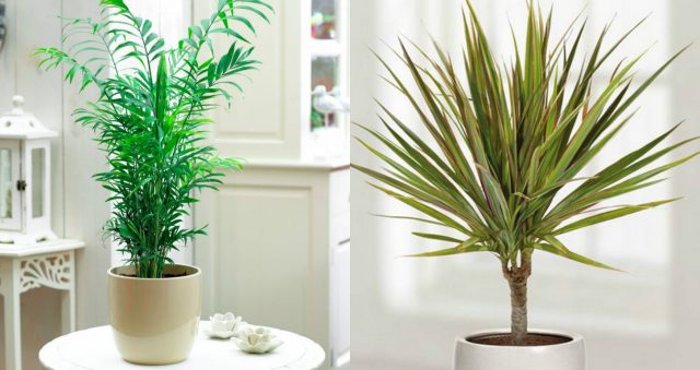 Создаем домашний уют… Лучшие комнатные растения для очистки воздуха!
