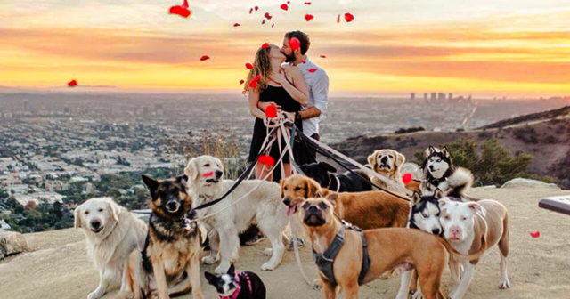 Влюбленному из Лос-Анджелеса собаки помогли добиться желанного “Да”