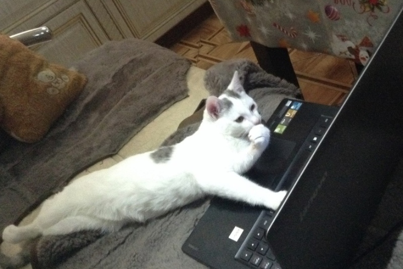 Кот лежит возле компьютера