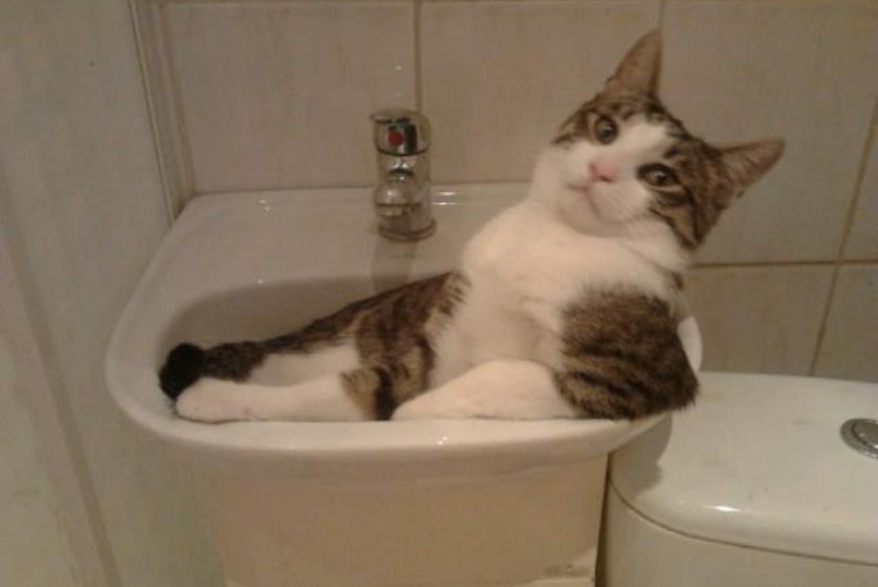 Кот сидит в раковине в ванной
