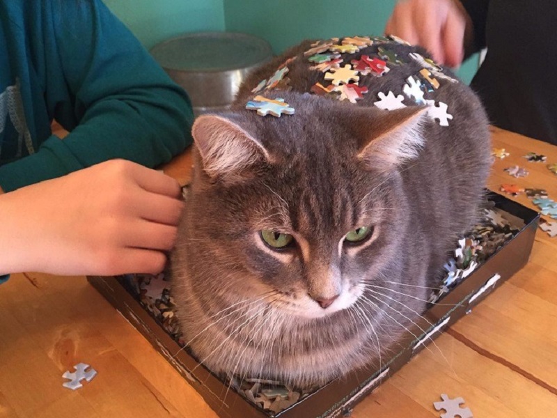 Кот в коробке с пазлами