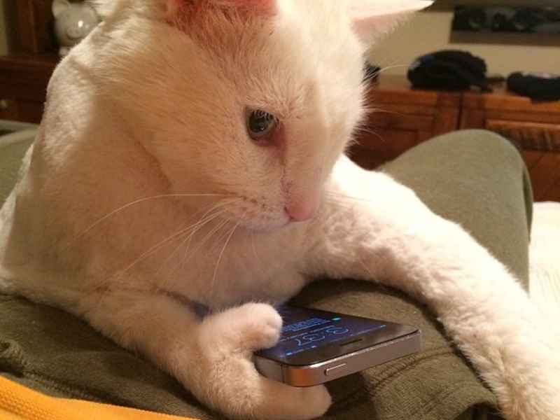 Кот держит смартфон в лапах
