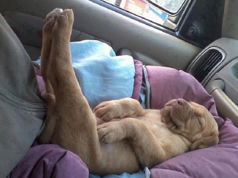 Собака спит в машине