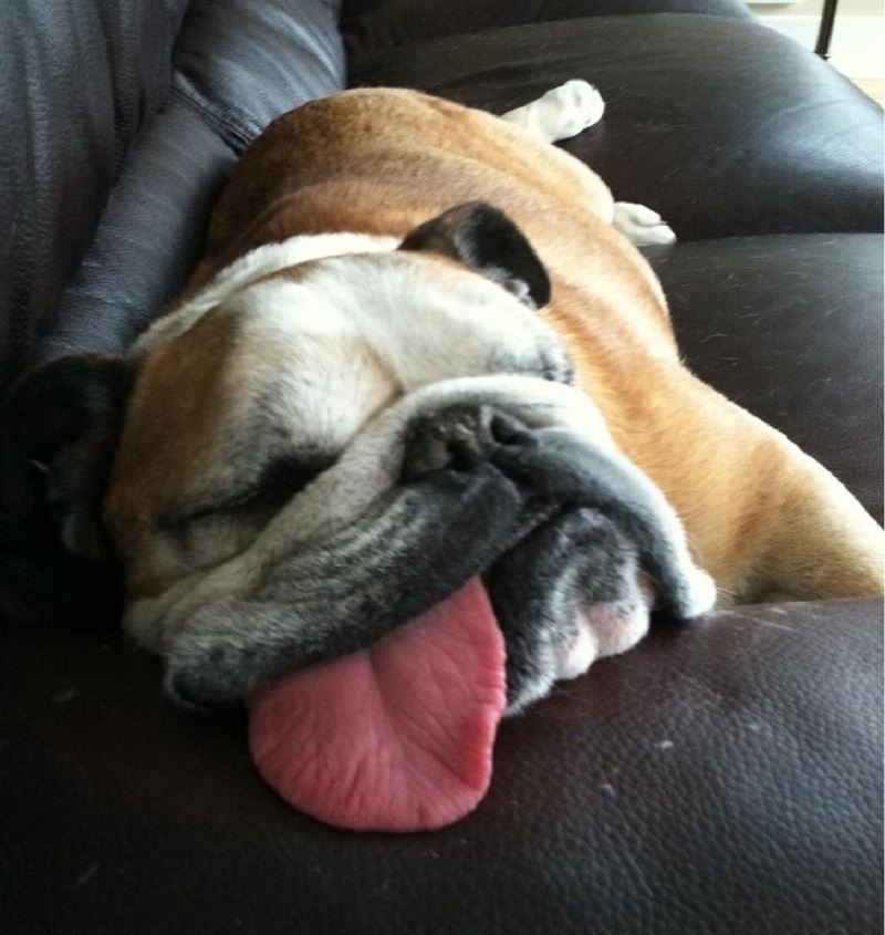 Собака спит, высунув язык