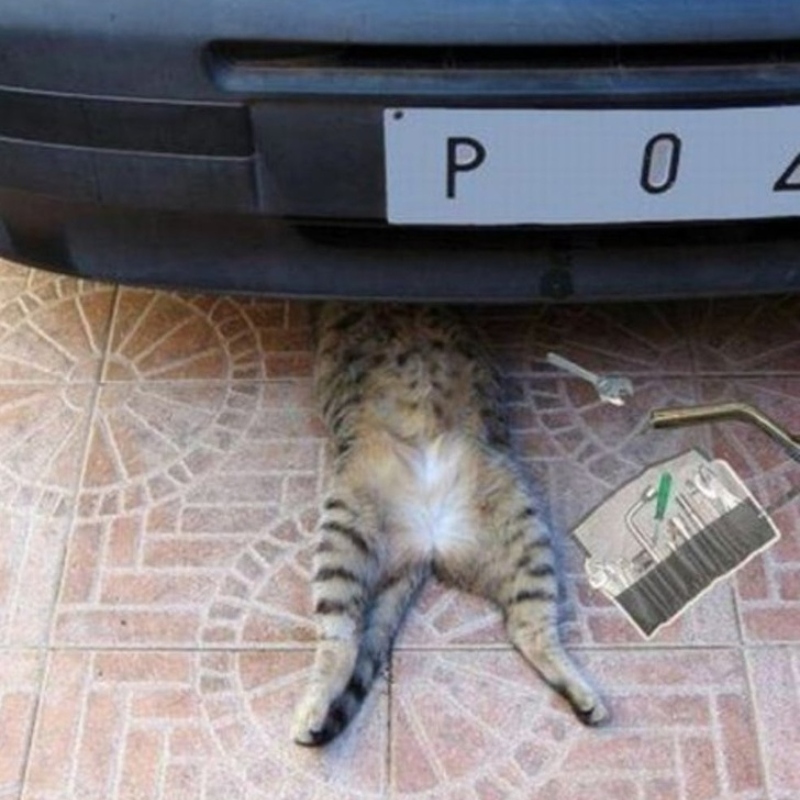 Кот лежит под машиной