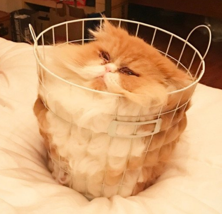 Кот в корзине