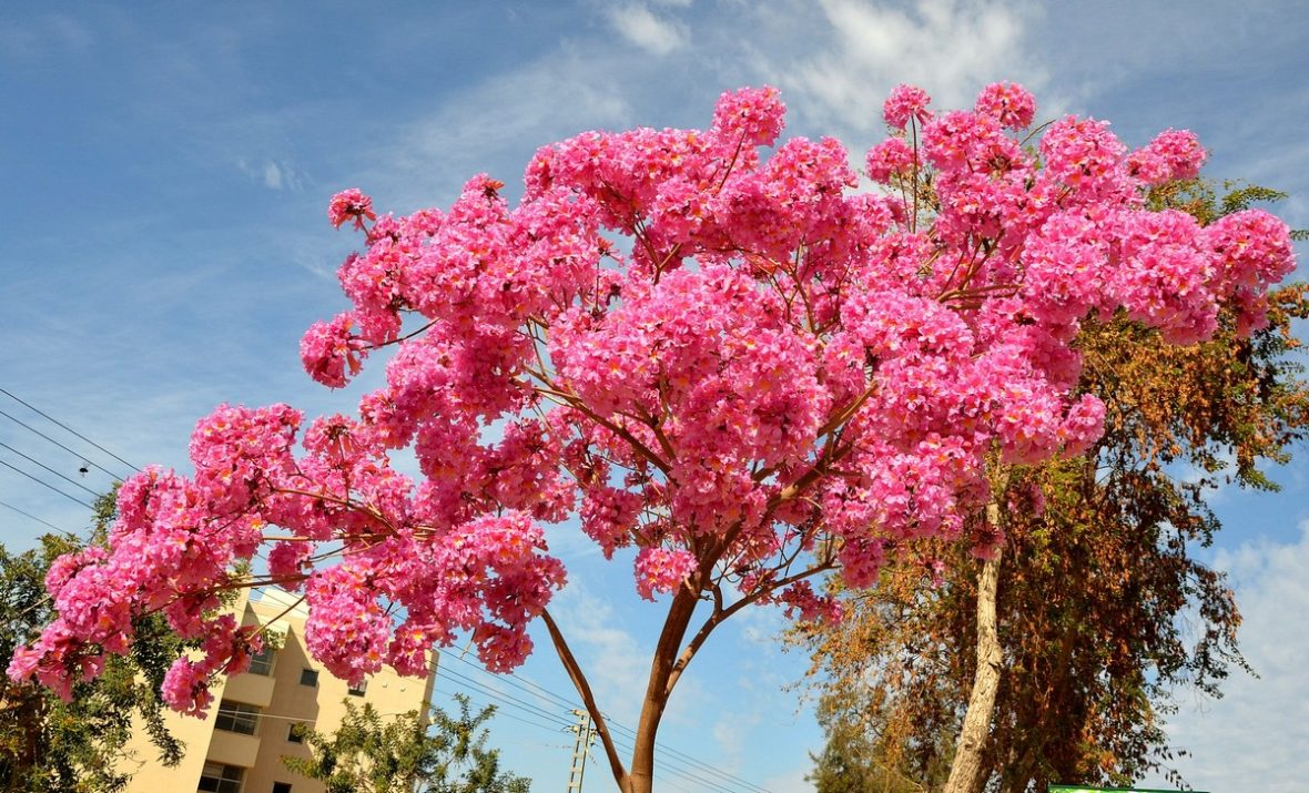 Крона розового муравьиного дерева