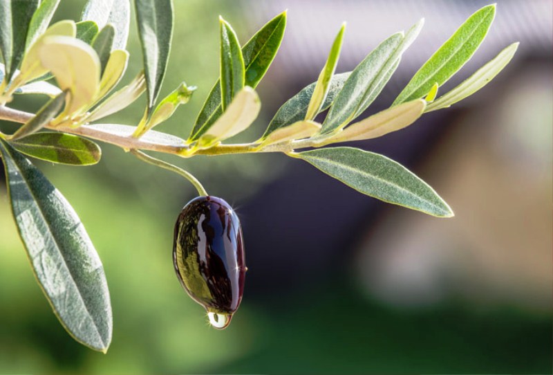 Оливковая ветвь с плодом
