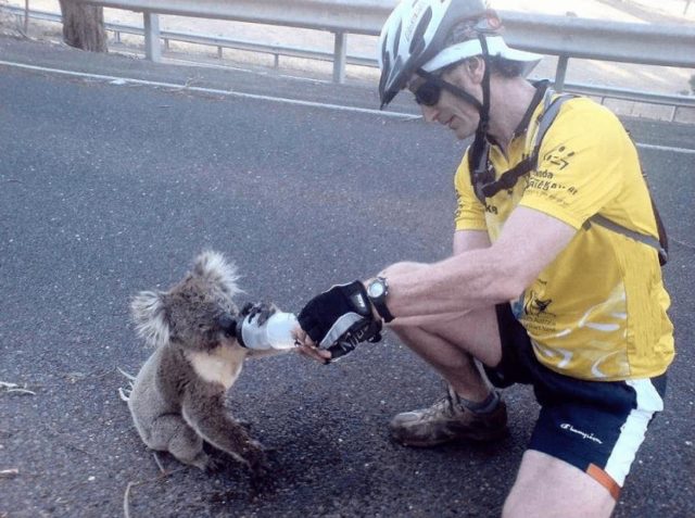 Велосипедист поит коалу