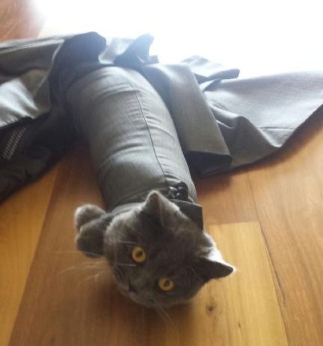 кот в рукаве пиджака