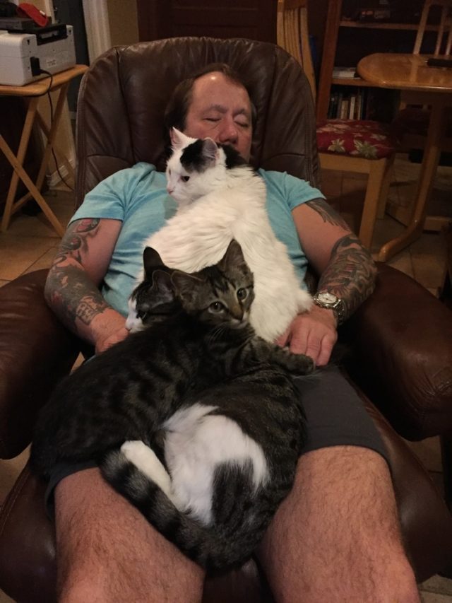 коты спят на мужчине