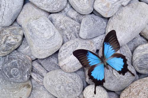 голубая бабочка на камнях
