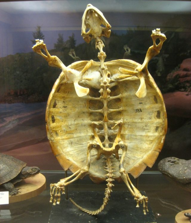 скелет черепахи