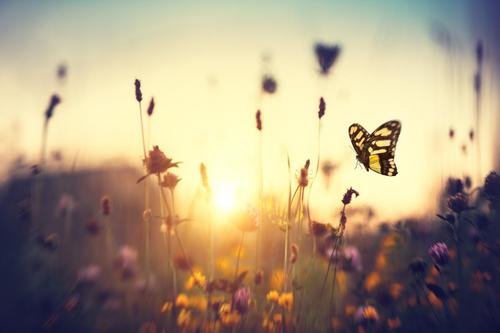 бабочка и полевые цветы