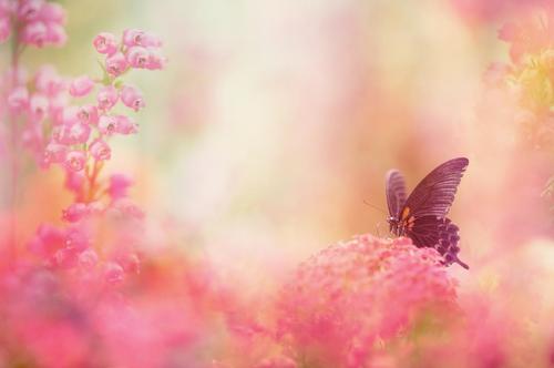 бабочка на розовых цветах