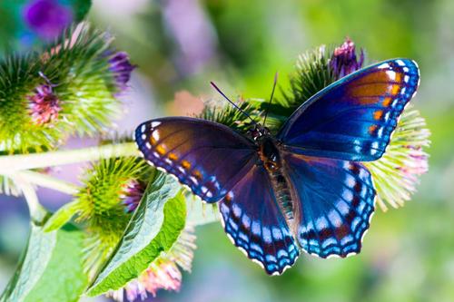 синяя бабочка на цветке