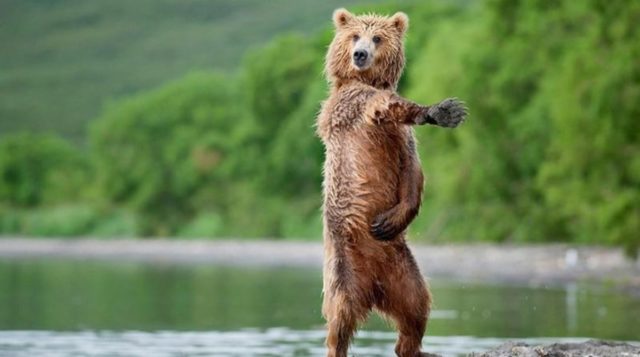 13 фото потешных медведей, которые вообразили себя людьми