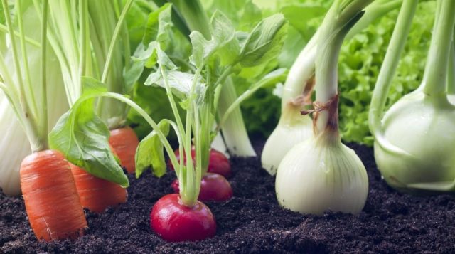 Чем заняться дома: выращиваем зелень и овощи на подоконнике и на балконе