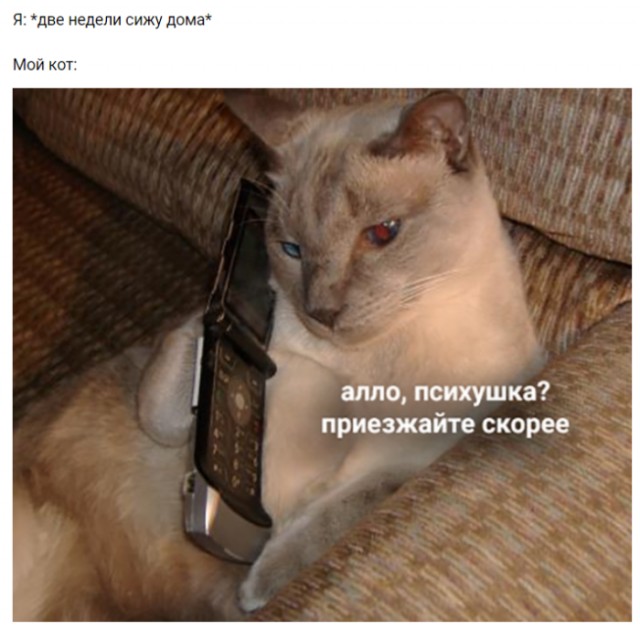 Подборка веселых мемов о котах, которых уже достал этот карантин! Юмор,карантин,коты,мемы,самоизоляция