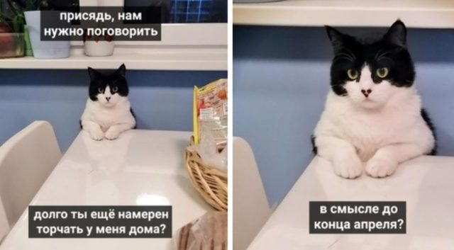 Подборка веселых мемов о котах, которых уже достал этот карантин! Юмор,карантин,коты,мемы,самоизоляция