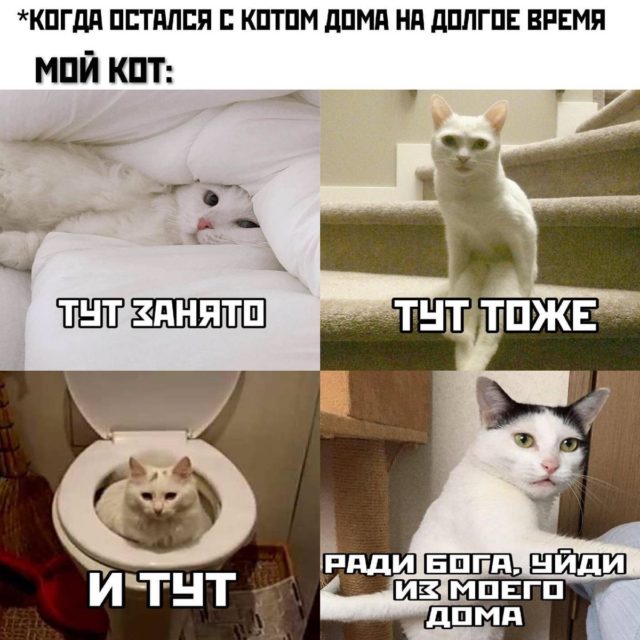 Подборка веселых мемов о котах, которых уже достал этот карантин!