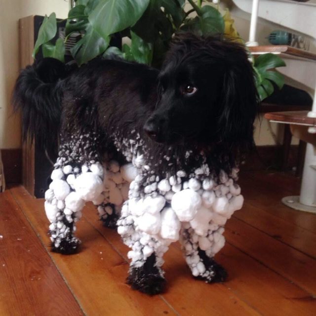 черная собака в снегу